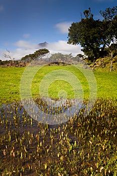 Azorean pastures