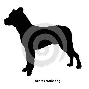 Azores cattle dog black and white outline photo