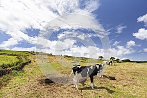 Azores Cattle Pasture