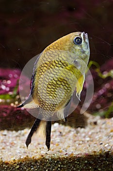 Azores chromis Chromis limbata