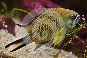 Azores chromis Chromis limbata