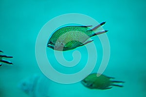 An Azores Chromis, Chromis limbate