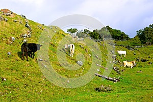 Azores - Pico island Cows and Black Oxen, Farm Animals in the wild, Cattle Group photo