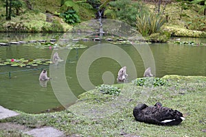 Azores, Furnas