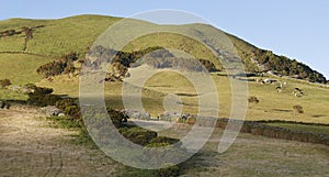 Azores green landscape with grazing cows in the meadows. Portuga