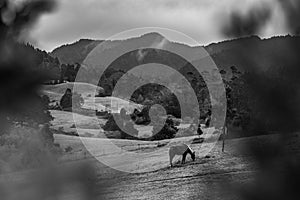 Azores islands farm animals, pasture in natural landscapes