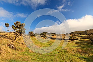 Azores landscape â€“ grass, trees and blue sky