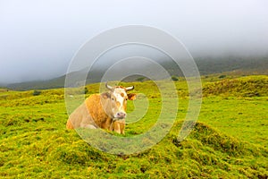 Azores - Pico island cow, Farm Animals in the wild, Stormy dark day