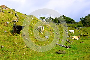 Azores - Pico island Cows and Black Oxen, Farm Animals in the wild, Cattle Group