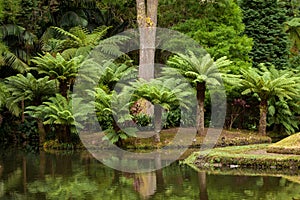 Azores, Sao Miguel, Furnas, Parque Terra Nostra is a botanical garden with beautiful tree ferns, Dicksonia squarrosa.