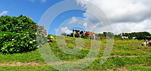 Azores - SÃ£o Miguel - Portugal