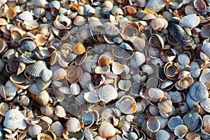 Azov seashells at sunset photo