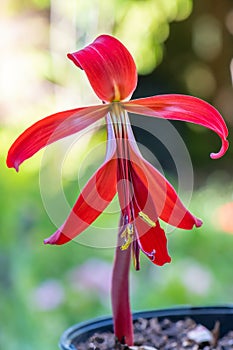 Aztec lily, Sprekelia formosissima, blooming, in a pot