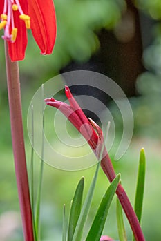 Aztec lily Sprekelia formosissima, budding flower