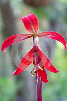 Aztec lily Sprekelia formosissima, inflorescence