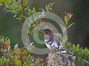 Aztec Thrush, Turdus Poecilopterus