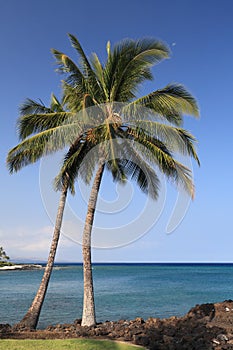 Azure Beach with Palms, Kona, HI