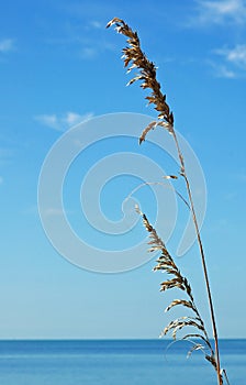 Azure Blue on the Beach photo