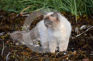 Azure blue eyed cat prowling the sea weed covered shore