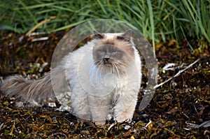 Azure blue eyed cat prowling the sea weed covered shore for prey