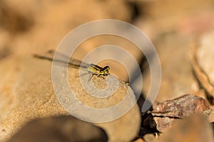 Azure Bluet Coenagrion Puella