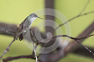 Azure-crowned hummingbird