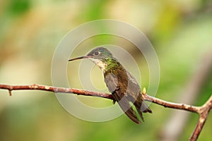 Azure-crowned hummingbird