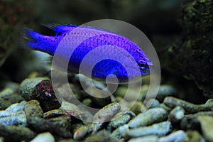 Azure damselfish