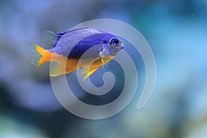 Azure damselfish