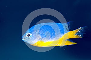 Azure Damselfish (Chrysiptera hemicyanea)