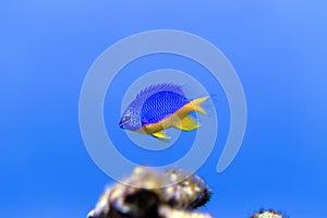 Azure Damselfish Chrysiptera hemicyanea.