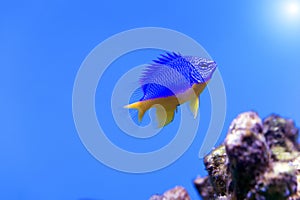 Azure Damselfish Chrysiptera hemicyanea. Fish of the genus Pomacentridae