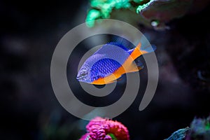 Azure Damselfish Chrysiptera hemicyanea on a reef tank