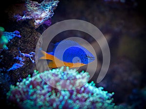 Azure Damselfish Chrysiptera hemicyanea in a reef tank