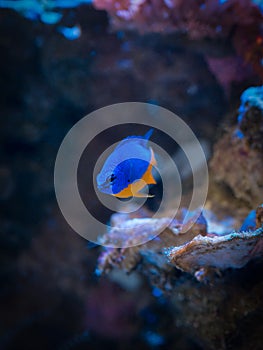 Azure Damselfish Chrysiptera hemicyanea on a reef tank with blurred background