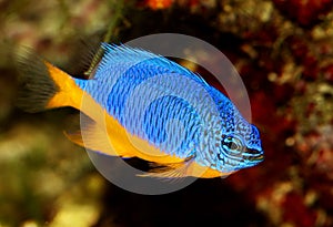 Azure damselfish Chrysiptera hemicyanea or saltwater aquarium fish