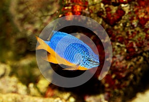 Azure damselfish Chrysiptera hemicyanea or saltwater aquarium fish