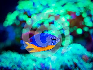 Azure Damselfish Chrysiptera hemicyanea swimming on a reef tank with blurred background