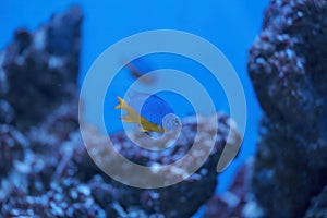 Azure Damselfish, Chrysiptera hemicyanea, swimming on a reef tank with blurred background. download image