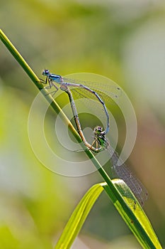 Azure Damselflies - Coenagrion puella mating.