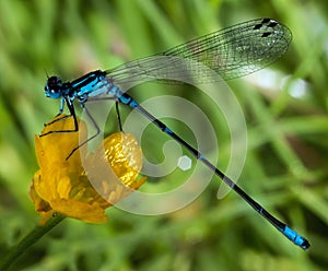 Azure Damselfly