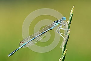 Azure damselfly