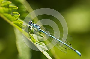 Azure Damselfly