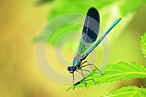 azure damselfly