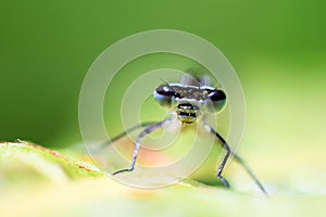 Azure damselfly