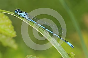 Azure Damselfly - Coenagrion puella