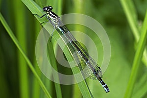 The Azure Damselfly - Coenagrion Puella