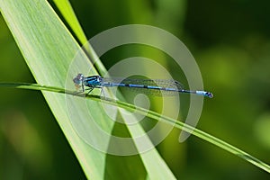 Azure Damselfly eating its prey.