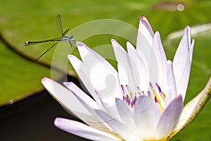 Azure damselfly resting on a white water lily