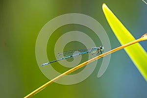 Azure Damselfly sitting